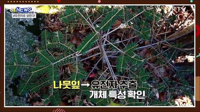 사라져 가는 구상나무···복원 열쇠는? &#39;유전자&#39; [S&#38;News]