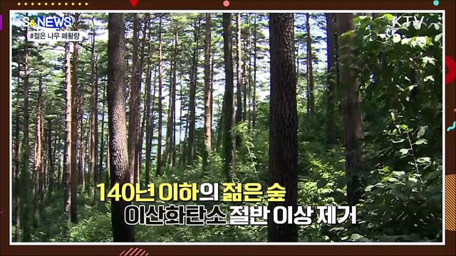 폐활량이 더 좋은 젊은 나무···식목의 이유 [S&#38;News]