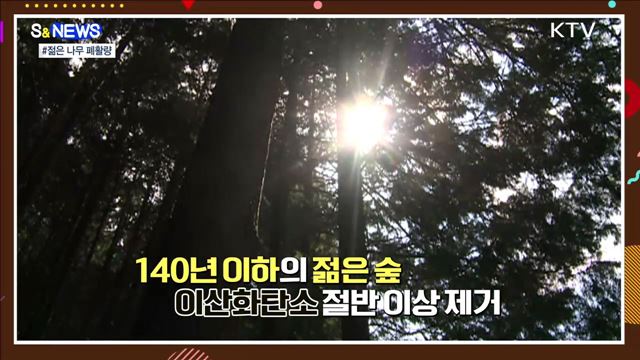 폐활량이 더 좋은 젊은 나무···식목의 이유 [S&#38;News]