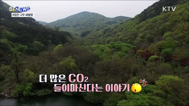 폐활량이 더 좋은 젊은 나무···식목의 이유 [S&#38;News]