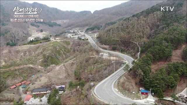 500,000㎡ 산에 사는 게으른 산꾼과 부지런한 산마늘