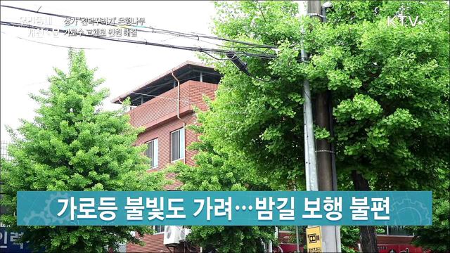 간판 가리고 악취 풍기고···은행나무 민원 해결