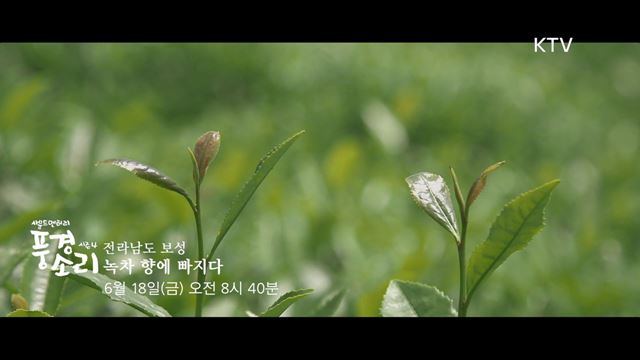 풍경소리 시즌4 예고미리보기 - 차향에 취하다, 보성녹차