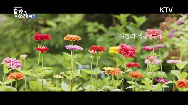(예고) 풍경소리 시즌 4 예고 미리보기 - 경기도 가평, 여름 향기를 품다