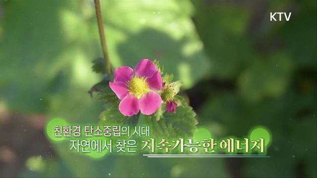 (하이라이트) 한국판 뉴딜, 나의 뉴딜 하이라이트 미리보기 - 자연에서 찾은 해답, 친환경 차세대 바이오에너지