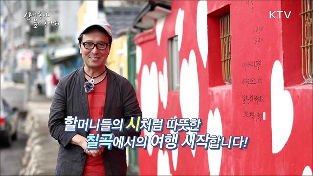 가을의 길목에서 양떼와 춤을 - 경북 칠곡