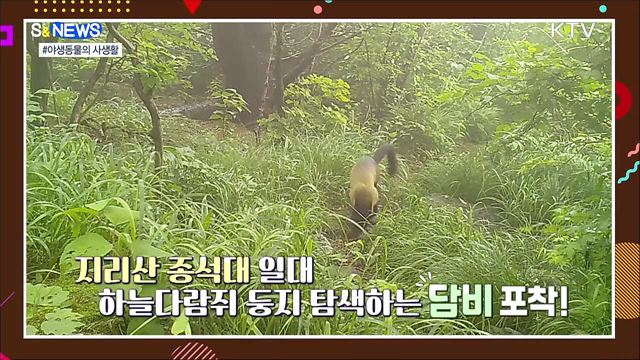 지리산 반달가슴곰은 진흙으로 목욕중?! [S&#38;News]