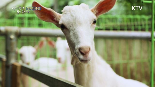 (하이라이트) 산이 좋아 물이 좋아 시즌2 하이라이트 미리보기 - 가을의 길목에서 양떼와 춤을, 경북 칠곡