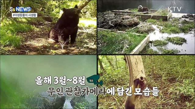 지리산 반달가슴곰은 진흙으로 목욕중?! [S&#38;News]
