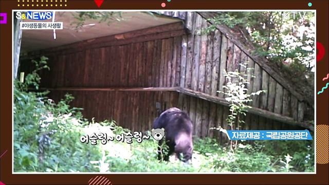 지리산 반달가슴곰은 진흙으로 목욕중?! [S&#38;News]