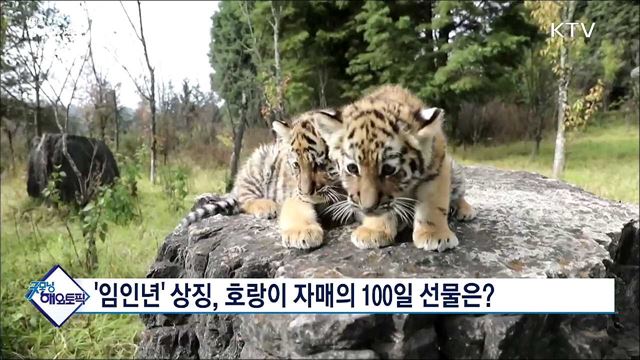 &#39;임인년&#39; 상징, 호랑이 자매의 100일 선물은? [굿모닝 해외토픽]