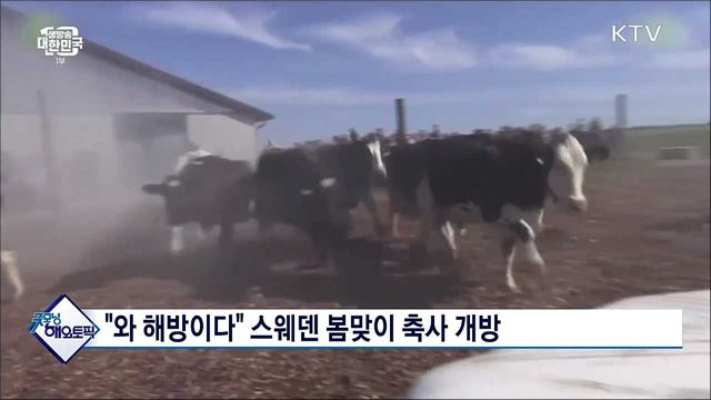 &#34;와 해방이다&#34; 스웨덴 봄맞이 축사 개방 [굿모닝 해외토픽]