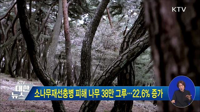 소나무재선충병 피해 나무 38만 그루···22.6&#37; 증가