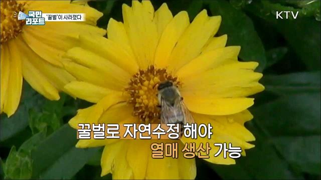 "꿀벌이 사라졌다" 벌통이 '텅텅' 생태계 '타격'
