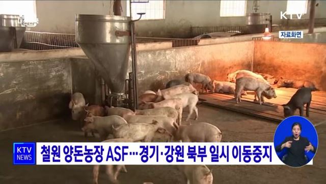 철원 양돈농장 ASF···경기·강원 북부 일시 이동중지