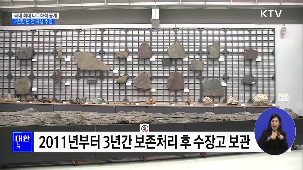 국내 최대 &#39;나무화석&#39; 공개···2천만 년 전 자생 추정