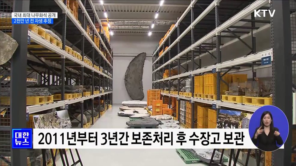 국내 최대 &#39;나무화석&#39; 공개···2천만 년 전 자생 추정
