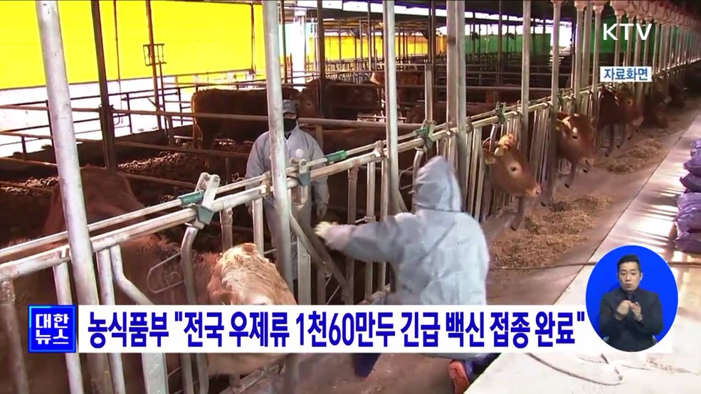 농식품부 &#34;전국 우제류 1천60만두 긴급 백신 접종 완료&#34;