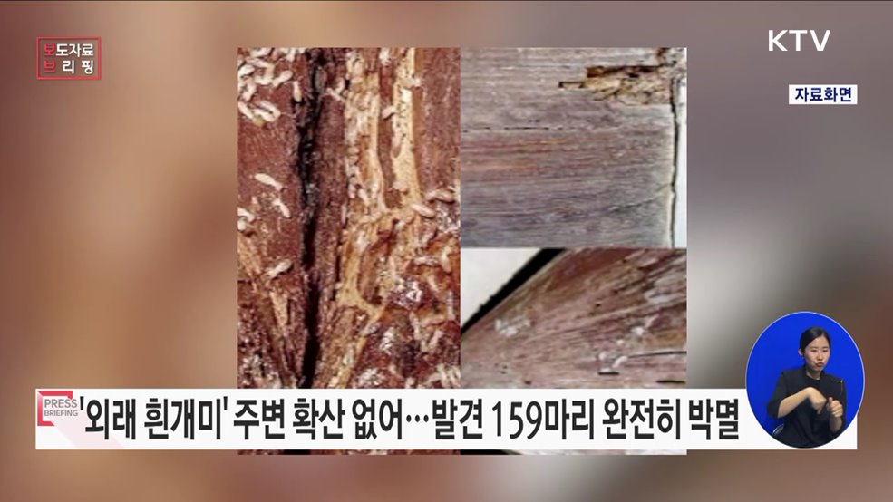 외래 흰개미 범정부 합동 역학조사 결과 공개