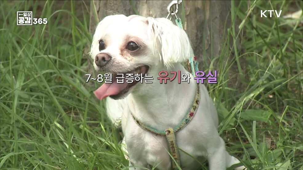 당신은 반려견의 주인인가요? 보호자인가요? [일상공감365]