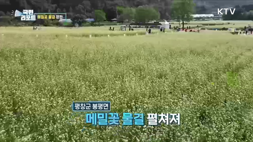 '메밀꽃 물결' 장관···평창 봉평 '효석문화제' 성황