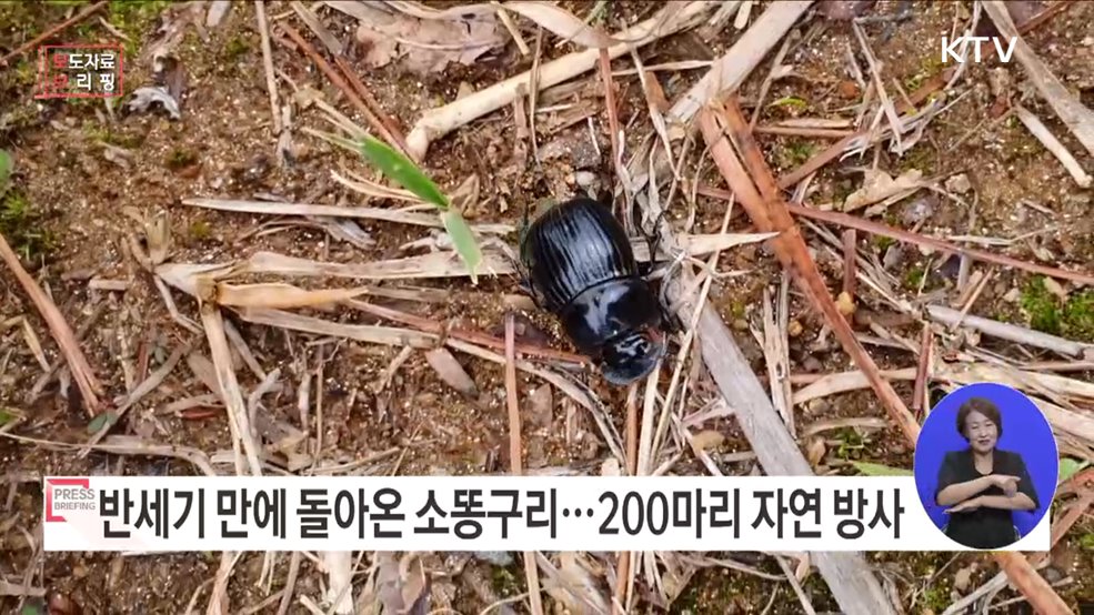 멸종위기종 소똥구리, 반세기 만에 우리 곁으로 돌아온다