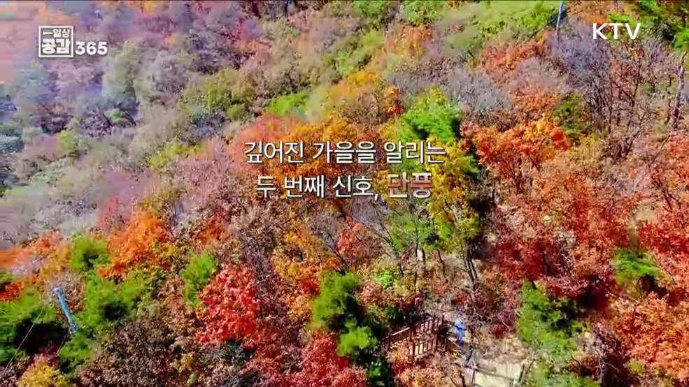 깊어진 가을을 알리는 신호, 단풍 [일상공감365]