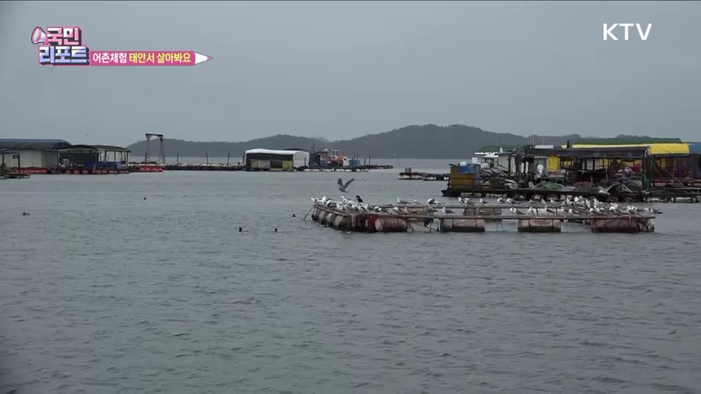 살아보러 왔어요, 태안군 어촌체험 호응