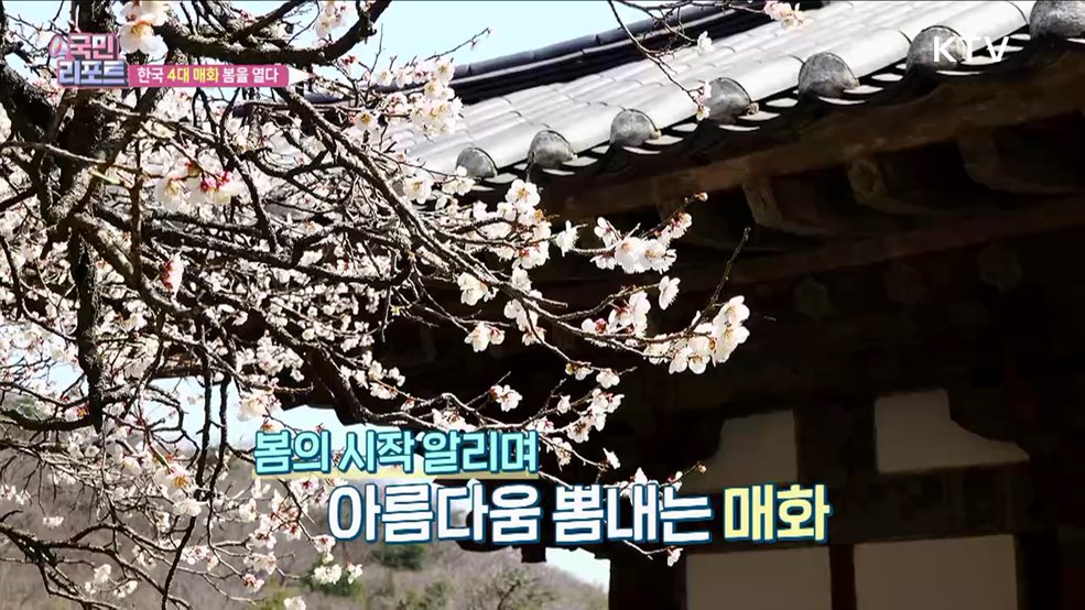 봄 알리는 우리나라 '4대 매화' 만개