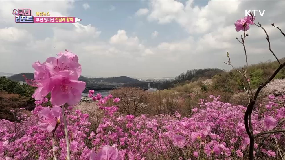 부천 원미산 진달래 활짝 [한국의 美]