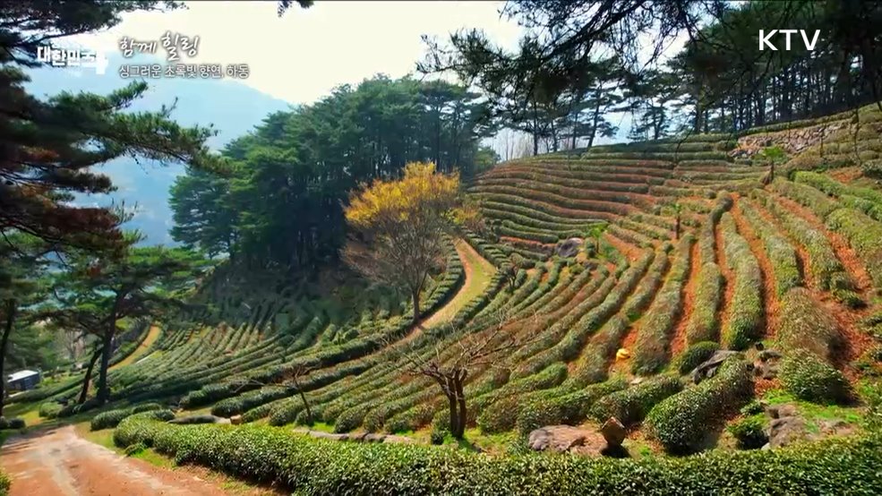 싱그러운 초록빛 향연, 하동 [함께 힐링]