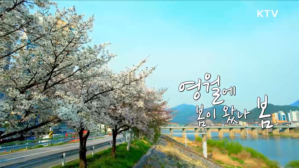 영월에 봄이 왔나 봄