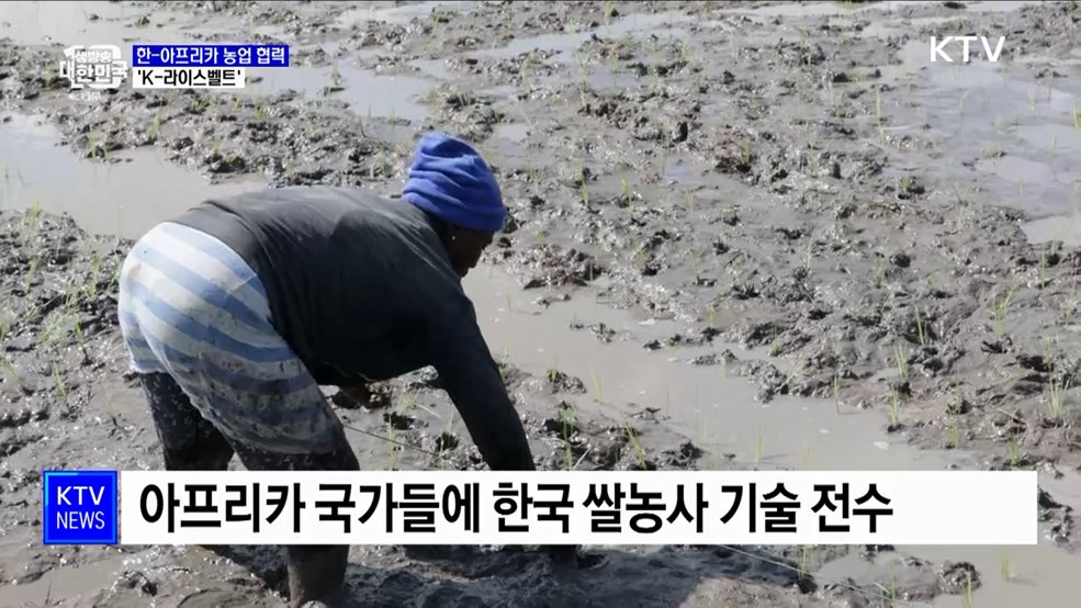 아프리카에 한국 쌀농사 기술 전수···&#34;정상회의로 협력 강화&#34;