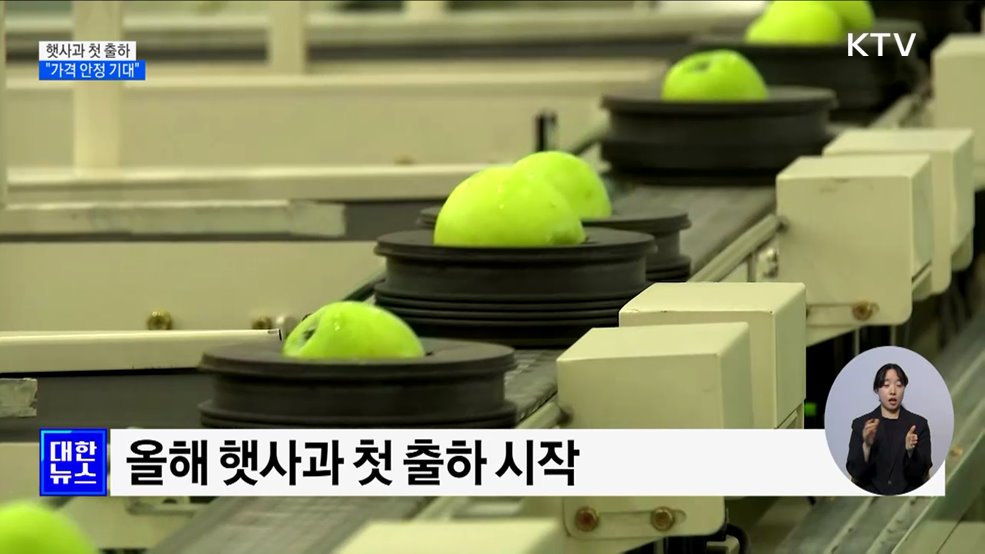 햇사과 첫 출하···&#34;작황 양호·가격 안정 기대&#34;
