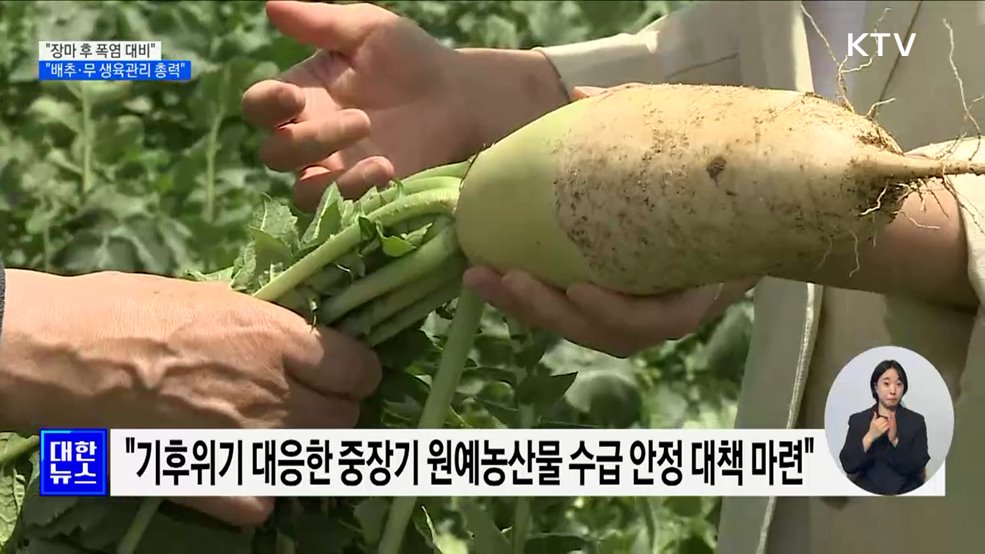 &#34;장마 후 폭염 대비···배추·무 철저한 생육관리 필요&#34; [정책현장+]