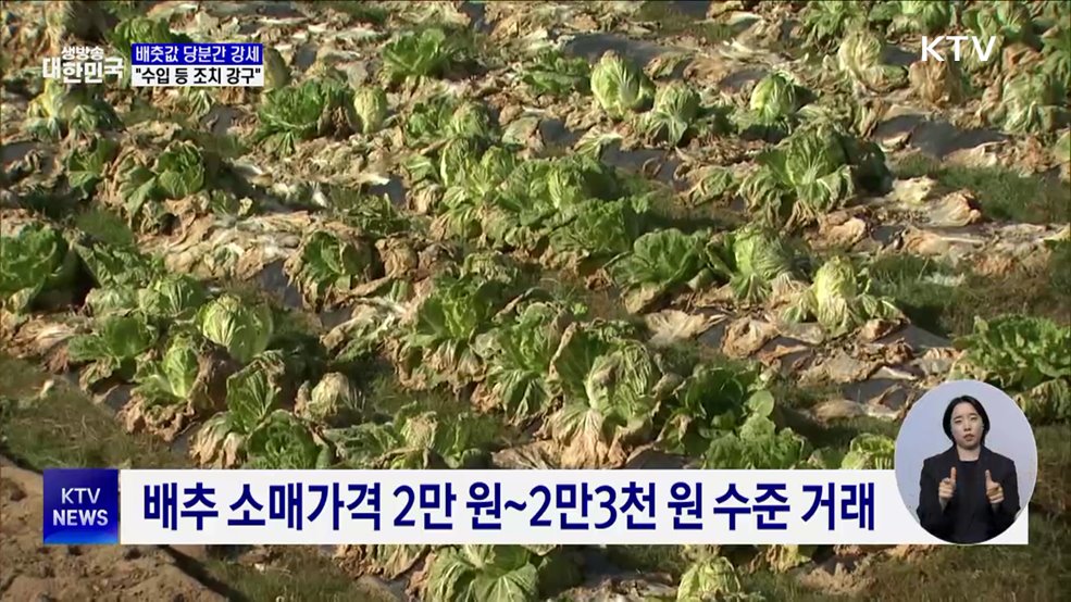 배춧값 당분간 강세···&#34;수입 등 필요 조치 강구&#34;