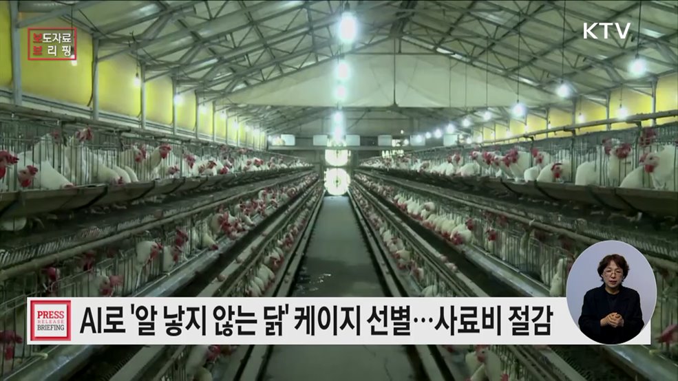 &#39;알 낳지 않는 닭&#39; 케이지, 인공지능으로 선별한다