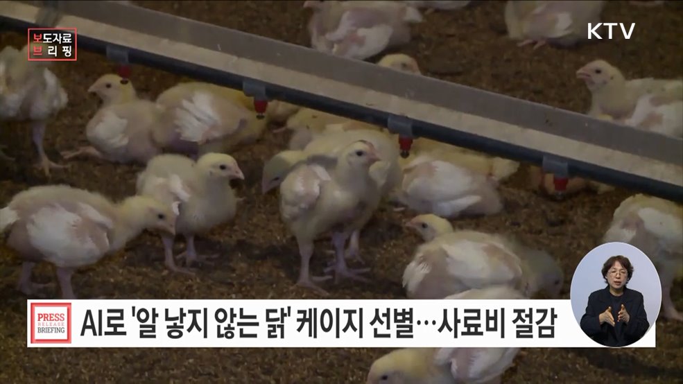 &#39;알 낳지 않는 닭&#39; 케이지, 인공지능으로 선별한다