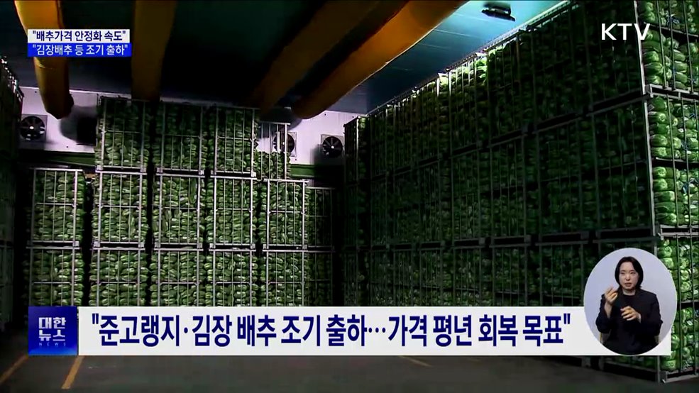 &#34;배추가격 안정화 속도···김장배추 등 조기 출하&#34;