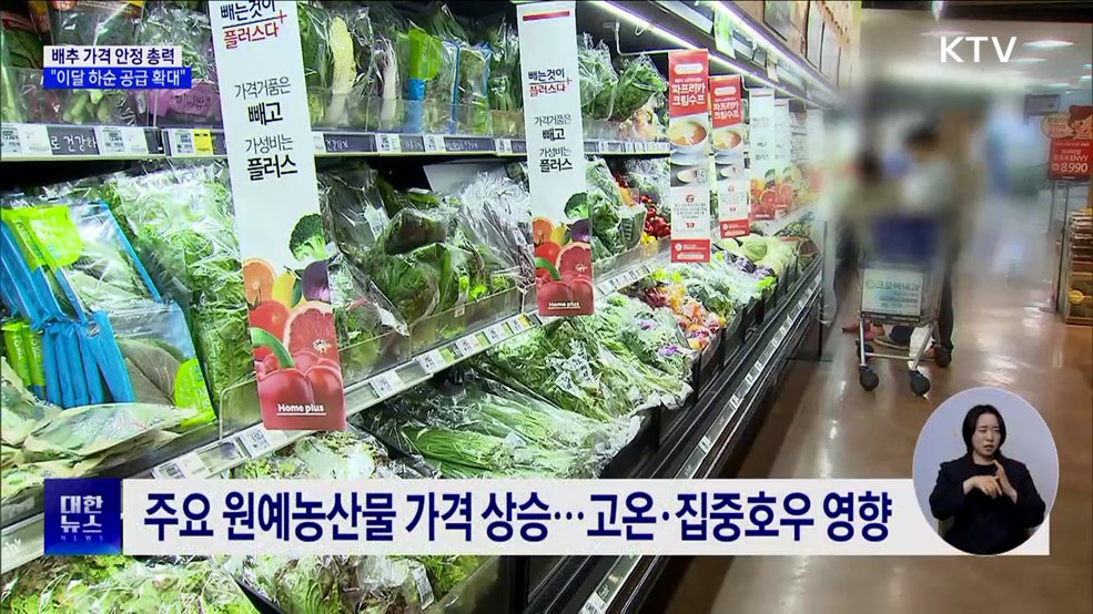 배추 가격 안정 총력···&#34;이달 하순 공급 확대&#34;