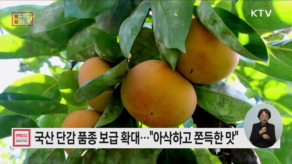 &#39;배처럼 아삭, 젤리처럼 쫀득&#39; 이색 단감으로 경쟁력 키운다