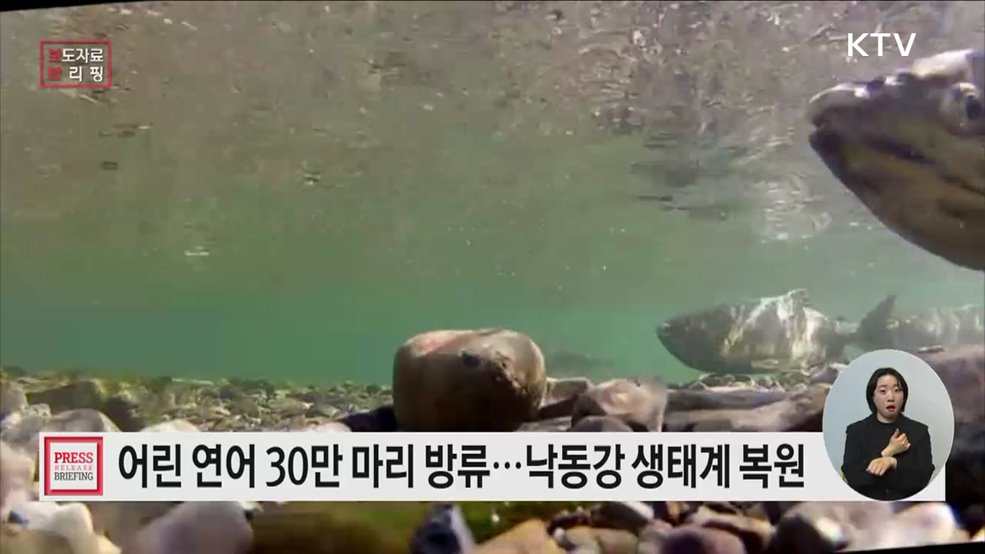 &#34;강물 거슬러 다시 만나자&#34; 어린 연어 30만 마리 바다로 보낸다