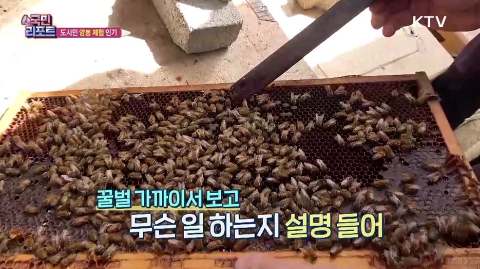 바빠진 꿀벌 생태 알아보는 '양봉 체험' 인기