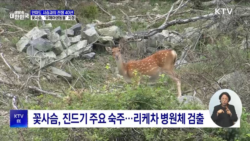 안마도 꽃사슴, 40년 만에 &#39;유해야생동물&#39;로 지정