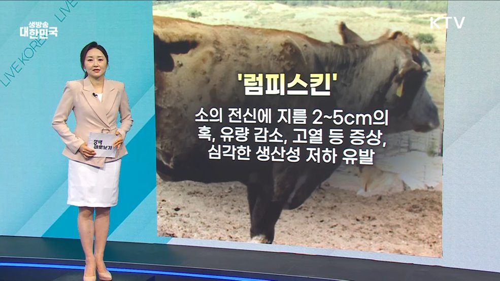 '럼피스킨' 제2종 가축전염병으로 낮춰···"농가 피해 '미미' 예상" [정책 바로보기]