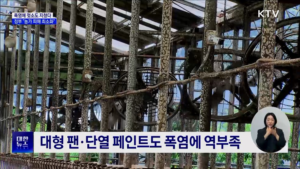 더위에 젖소도 지쳤다···&#34;농가 폭염 피해 최소화&#34;