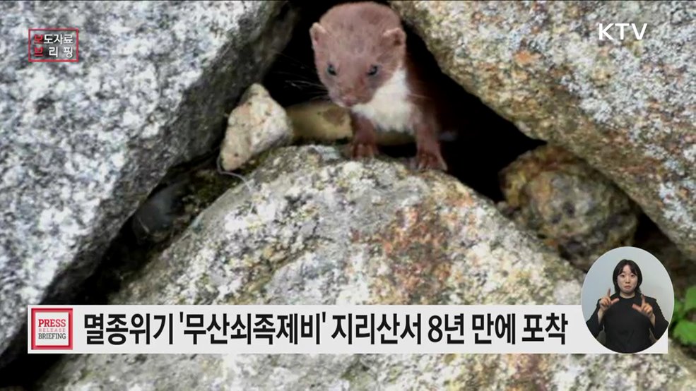 멸종위기 야생생물 Ⅰ급 &#39;무산쇠족제비&#39; 활동 장면 8년 만에 포착