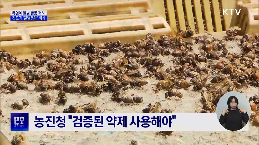 벌통에 덮친 폭염···&#39;꿀벌응애&#39;로 2차 피해 우려
