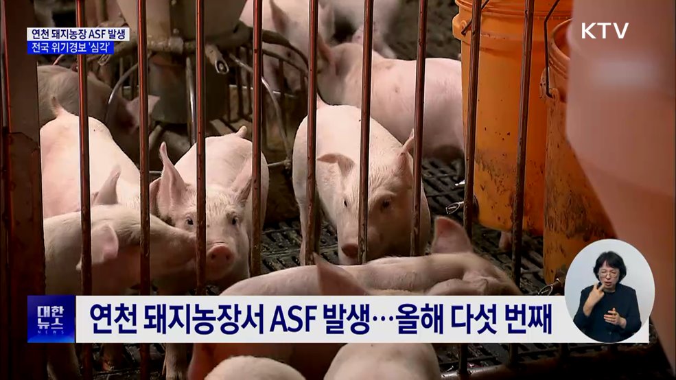 연천 돼지농장서 ASF 발생···전국 위기경보 &#39;심각&#39;
