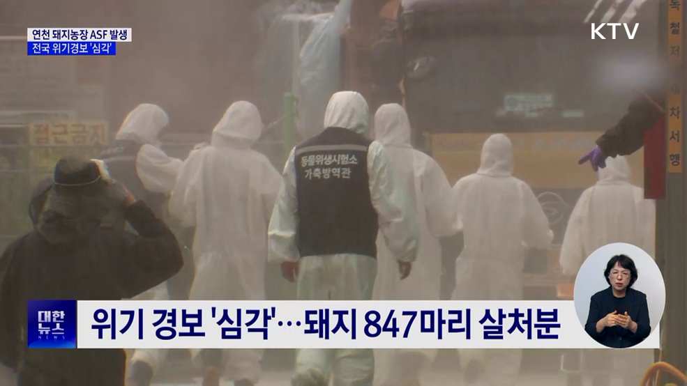 연천 돼지농장서 ASF 발생···전국 위기경보 &#39;심각&#39;